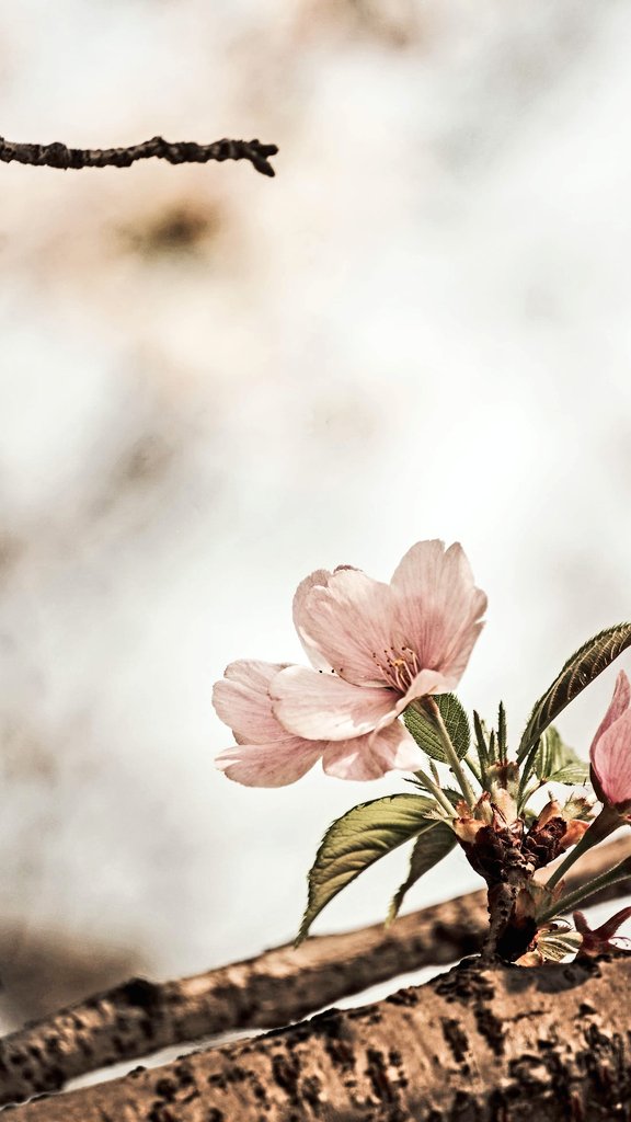 Hangi sevda yaktı geçti, söyle mahzun bağrını
Bir hüzün var gözlerinde, sanki aşkın dengidir
Köhne dehrin çekmez artık bunca yıllık kahrını
Şimdi her gül sende açmış ilkbaharın rengidir
| Filiz Bedük
