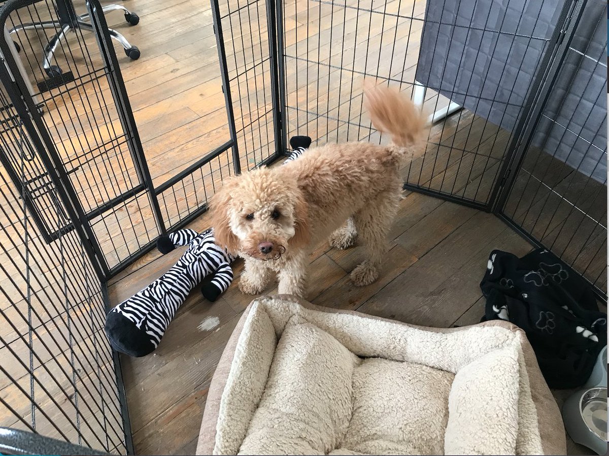 Delighted to welcome our newest team member to the Impact office - Buddy the cockapoo. His main duties are chewing, panting and playing with balls but he's happy to take on any task for a treat. Get in touch if you'd like Buddy to review your fundraising strategy :-) #teamwork 🐾