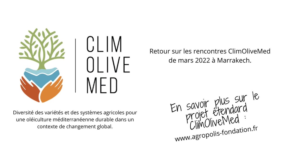 Agrofondation's tweet photo. Agropolis Fondation a eu le plaisir de participer le 8 mars dernier aux premières rencontres du projet étendard #ClimOliveMed sur la résilience de l’olivier au changement climatique en méditerranée.

En savoir plus : https://t.co/GTye1fvenv https://t.co/YFv7Ty0apm