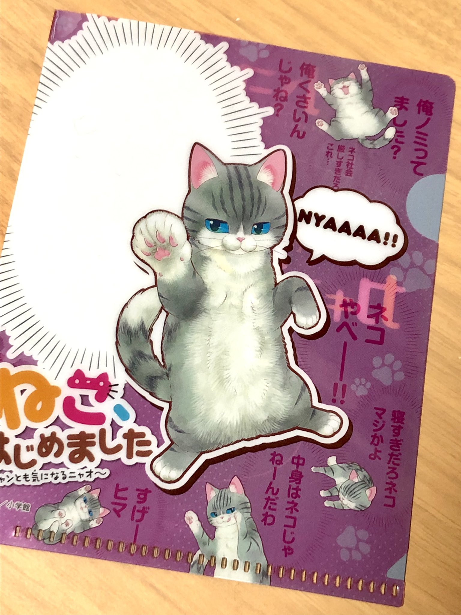 在庫処分 3枚 ねこ はじめました ミニファイル 3d0b35 ウクライナ危機 Cfscr Com