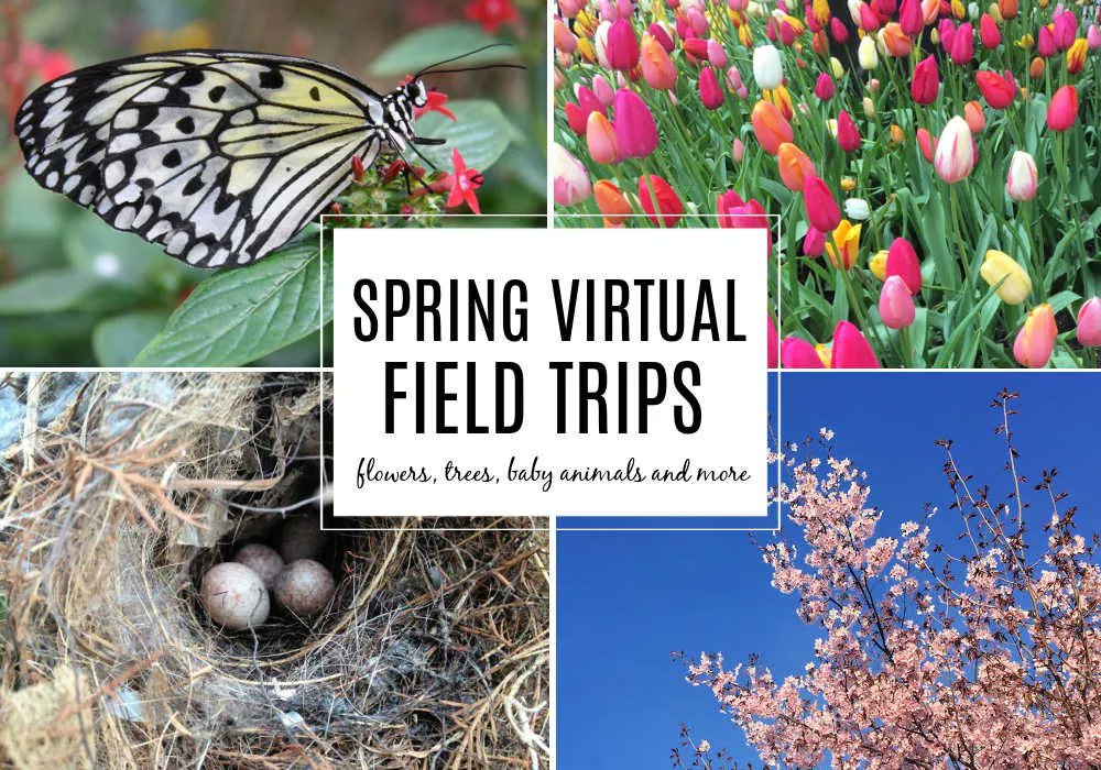 pragmaticmom's tweet photo. Spring Virtual Field Trips for Kids https://t.co/XZQQKnYIv5 via @educatorsspin #spring #virtualtrips #fieldtrips https://t.co/26s906m1y7