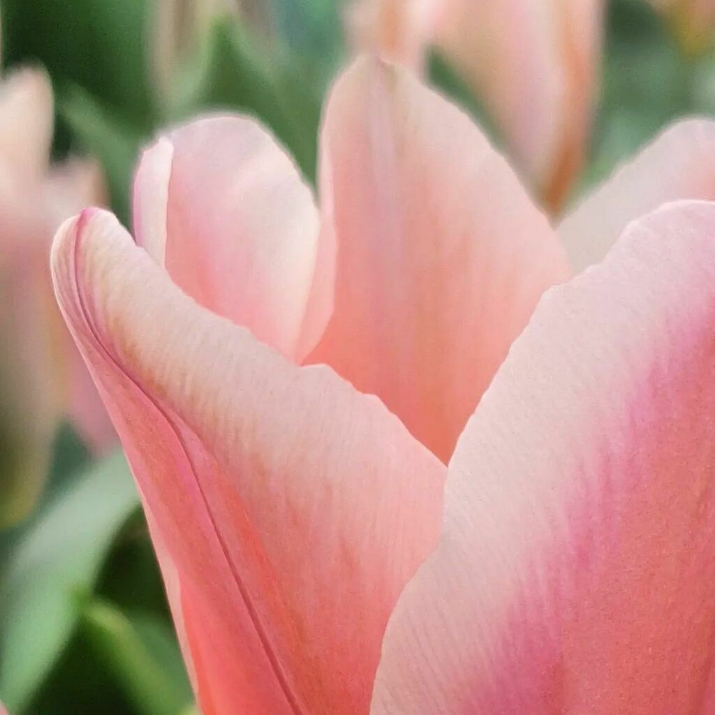 And just like that, they're here! Albert Heijn leading the way. 
So many beauties to follow soon. instagr.am/p/CbHwJXhqQP0/