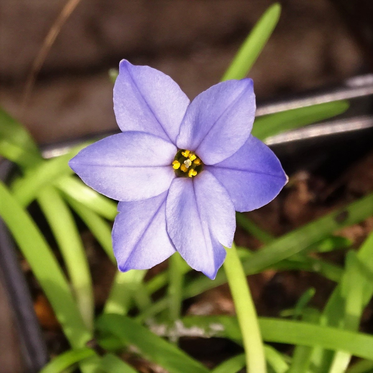 SepidehArkani's tweet photo. While we eagerly await the arrival of spring, our late winter flowers are brightening up our days
#Crocus #Cardaminepentaphyllos #EphionRolfFiedler https://t.co/Mgv6sRApaI