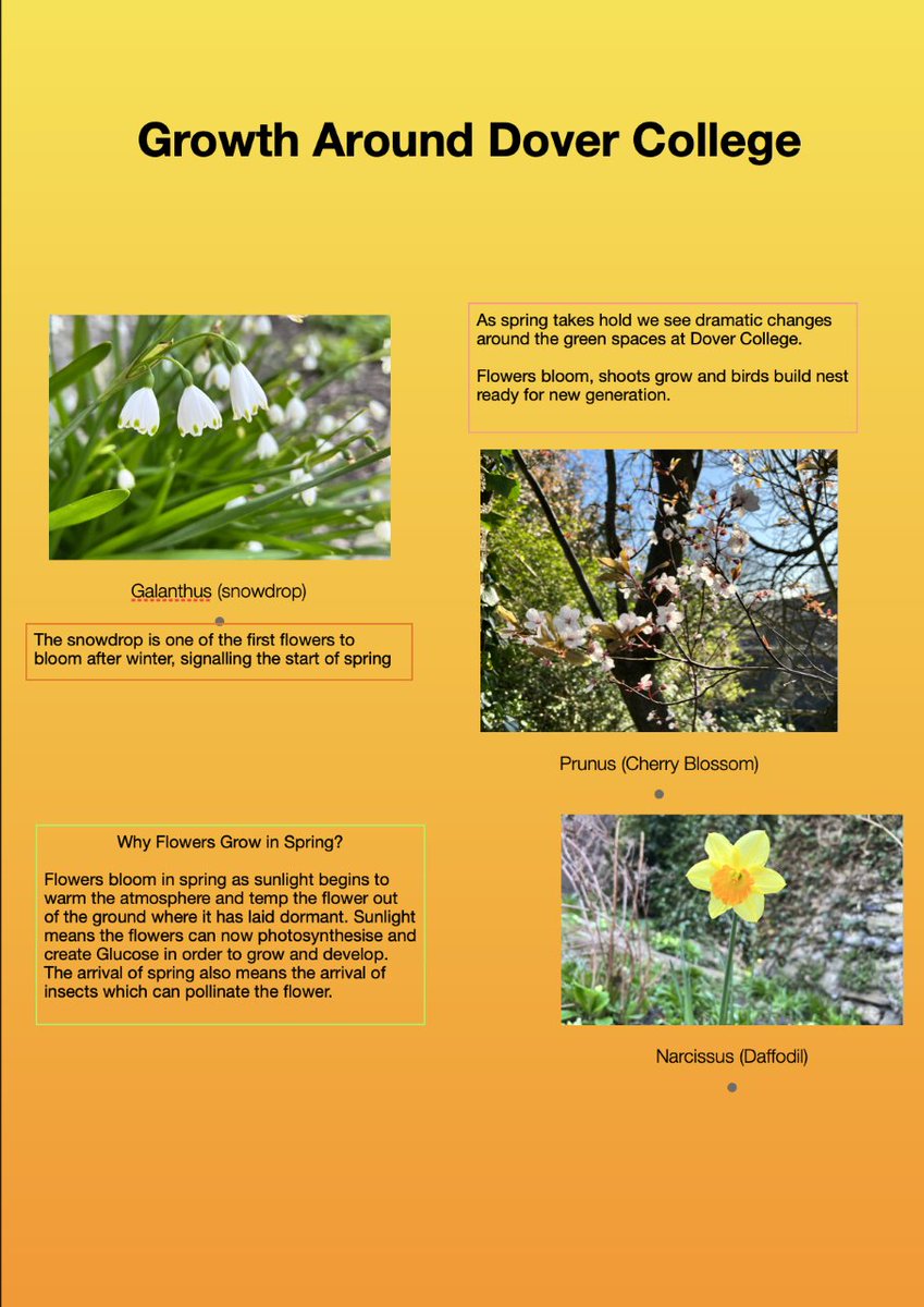 Dovercolscience's tweet photo. With Spring in the air, our Year 7 pupils took the time to explore some of the blossoming plant life around the college grounds, and created these posters with the photos they took!
#DoverCollege #BritishScienceWeek https://t.co/oYo8hnL3Wr