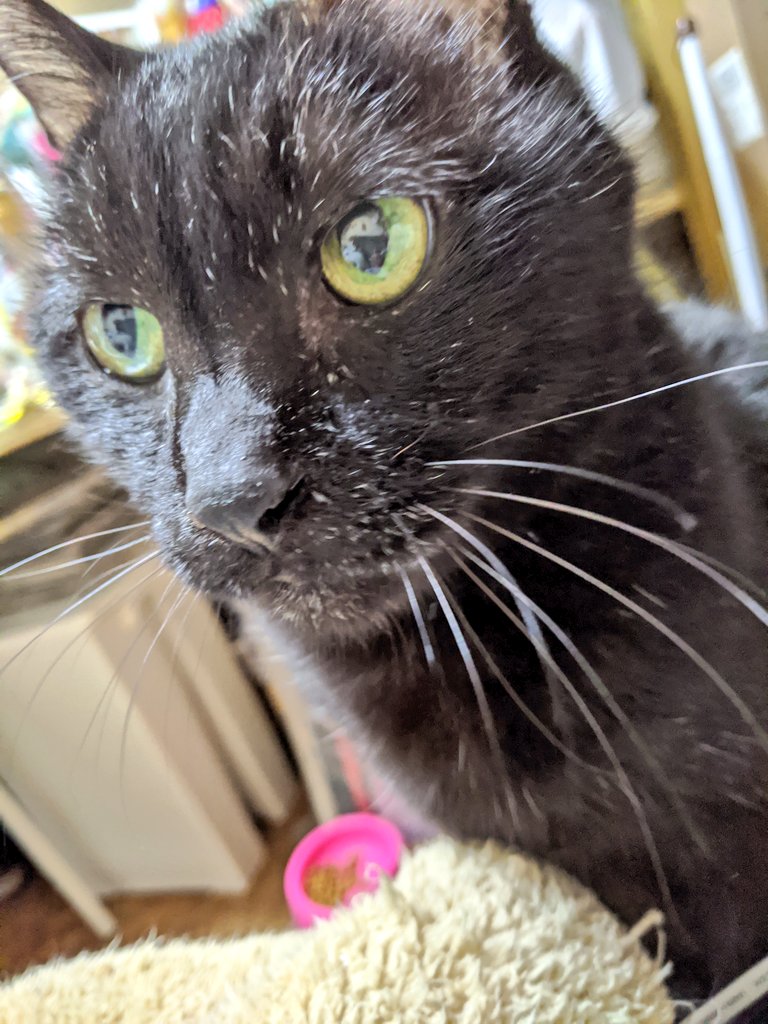 ハルヲ tweet media