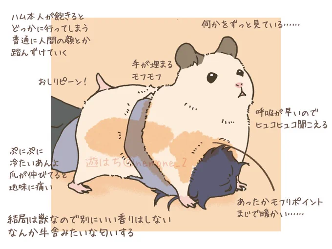 解説
 #ハムスター 
 #ハムスターのいる暮らし 