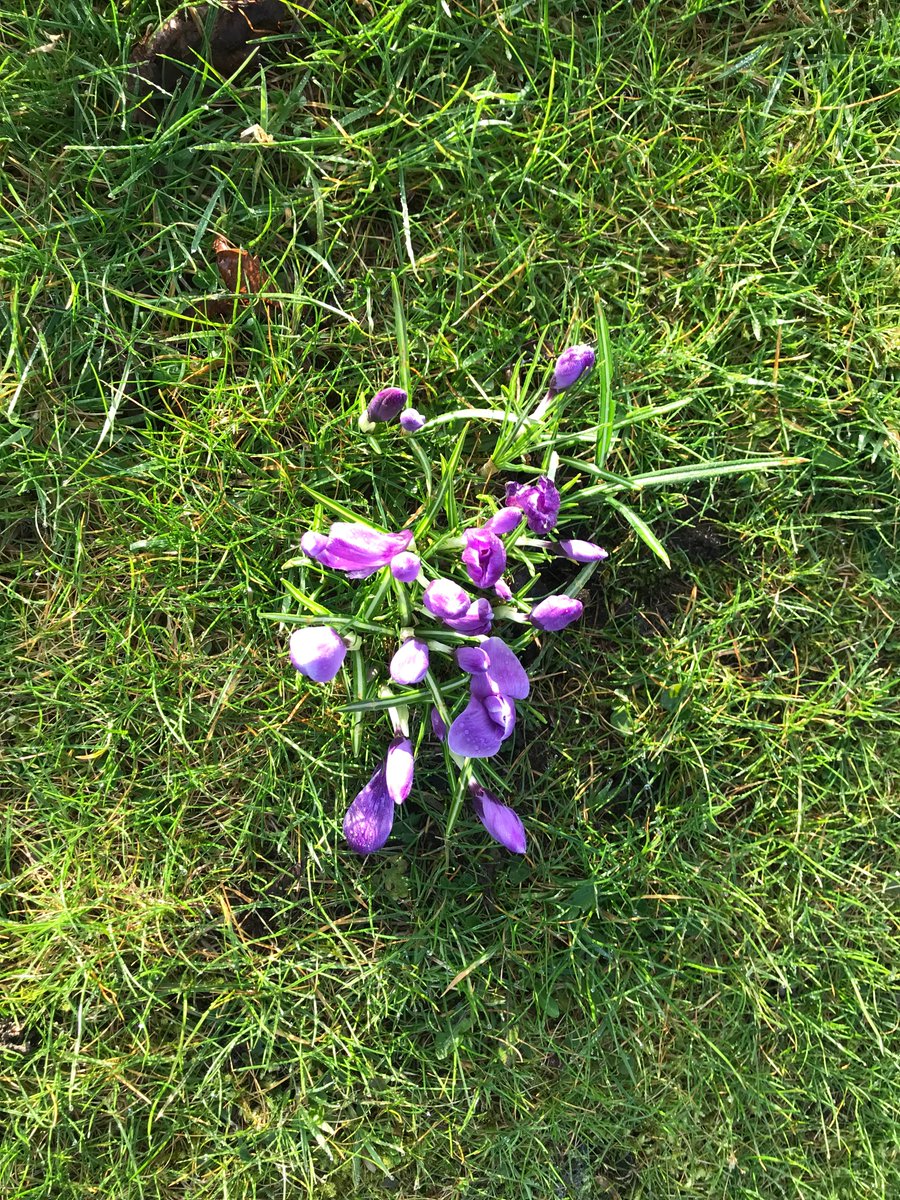 Spring has definitely arrived in Norwood Green.  These beautiful daffodils and crocuses on the green are the result of a group of residents getting together back in October and planting 1000's bulbs around the edges of the village greens #teamwork #springbulbs