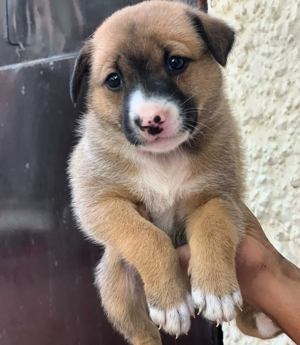 kaalicharan's tweet photo. Indie and proud, six absolutely cute and healthy woofers 🐕🐶, ~40 days old, await loving families. #AdoptDontShop https://t.co/316t1sf00x

📍Sheikh Sarai Phase 1, South #Delhi

📞 9811967669

📧 cat@dogwithblog.in

RT! https://t.co/RfvhoAbzd3