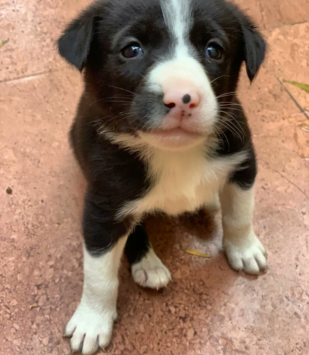 kaalicharan's tweet photo. Indie and proud, six absolutely cute and healthy woofers 🐕🐶, ~40 days old, await loving families. #AdoptDontShop https://t.co/316t1sf00x

📍Sheikh Sarai Phase 1, South #Delhi

📞 9811967669

📧 cat@dogwithblog.in

RT! https://t.co/RfvhoAbzd3