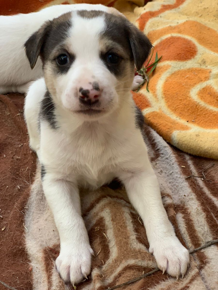 kaalicharan's tweet photo. Indie and proud, six absolutely cute and healthy woofers 🐕🐶, ~40 days old, await loving families. #AdoptDontShop https://t.co/316t1sf00x

📍Sheikh Sarai Phase 1, South #Delhi

📞 9811967669

📧 cat@dogwithblog.in

RT! https://t.co/RfvhoAbzd3