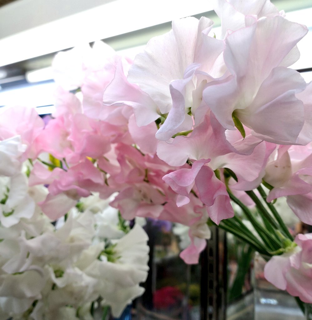 良い香り Twitter Search Twitter