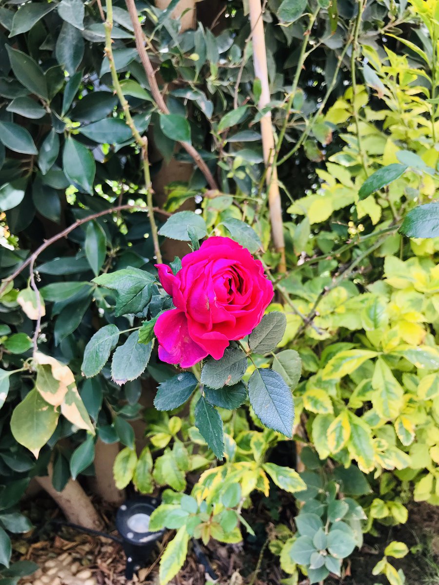 mharafa's tweet photo. It’s about time for Spring https://t.co/fuId55nHOP