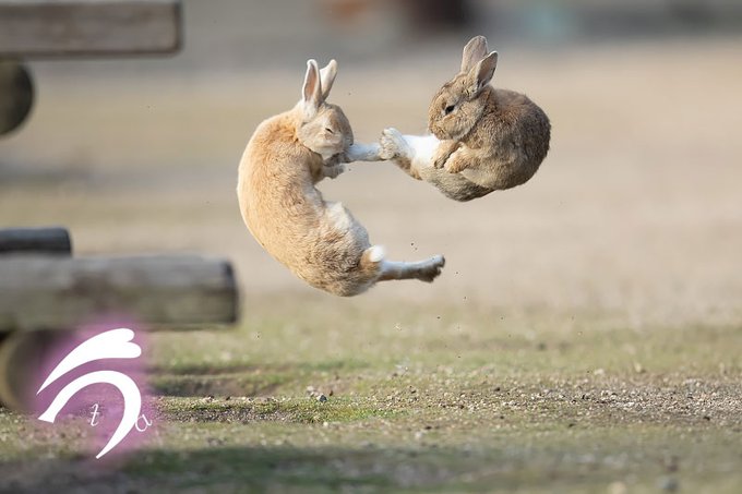 うさぎたちの 北斗の拳みたいな空中戦 にびっくり 見事な跳び蹴りを決める姿に 北兎の拳 の声 ねとらぼ