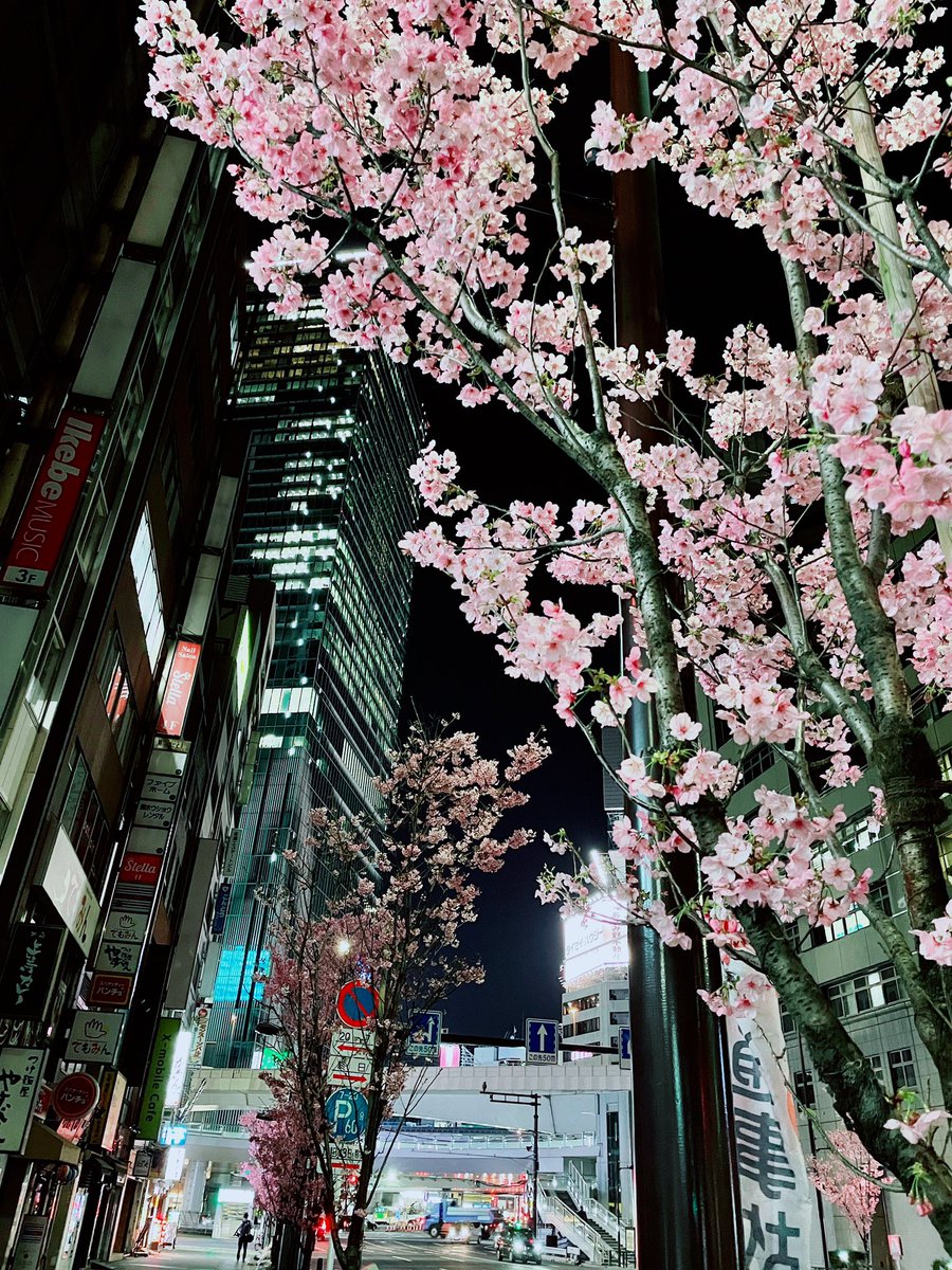 heyitssharla's tweet photo. Nighttime cherry blossom viewing🌸🌙

📍Tokyo https://t.co/u3ONKLs8qh