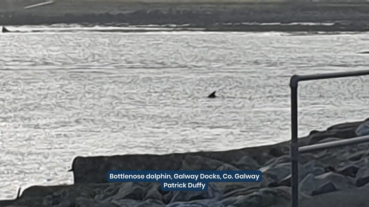 IWDGnews's tweet photo. Thanks to all who shared their sightings with us this week.
You can report sightings and strandings to us through the IWDG Reporting App or submit a sighting or stranding form online at https://t.co/1PjFFodCgm.
Download the App at https://t.co/pvraW63NcY
#ReportingApp
#IWDGNews https://t.co/qDlfniLTgw