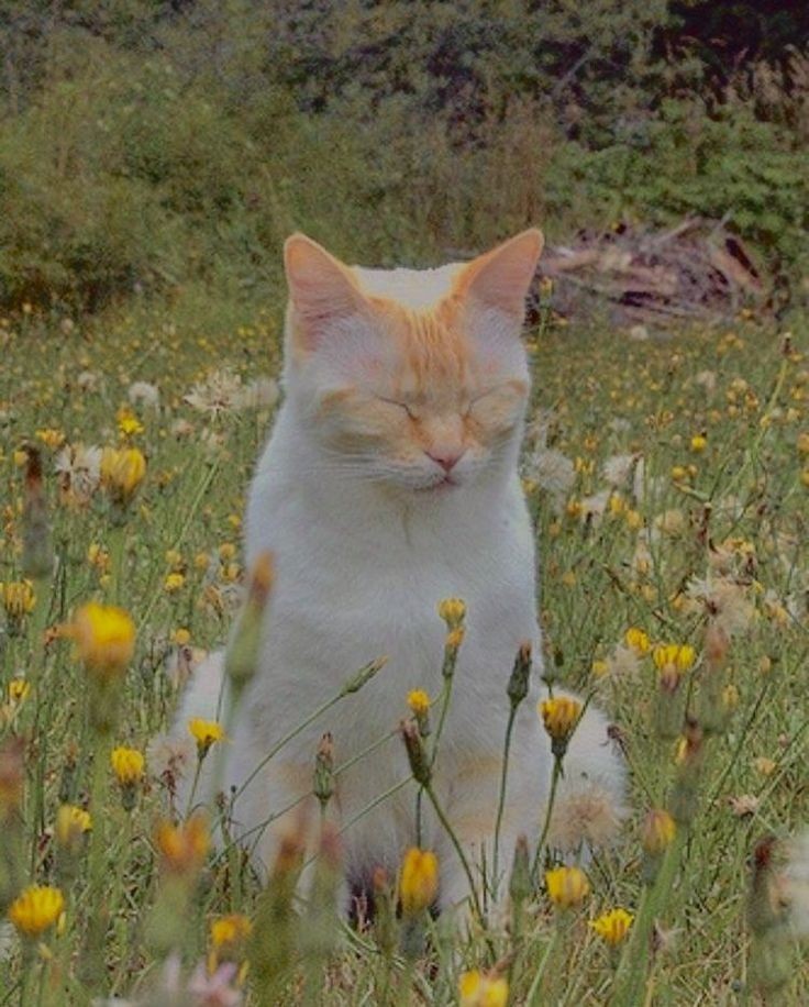 HRPJMN's tweet photo. Eu sou adepto a santíssima trindade dos gatinhos amarelos que se parecem com o Galfield https://t.co/50BAPBoPQY
