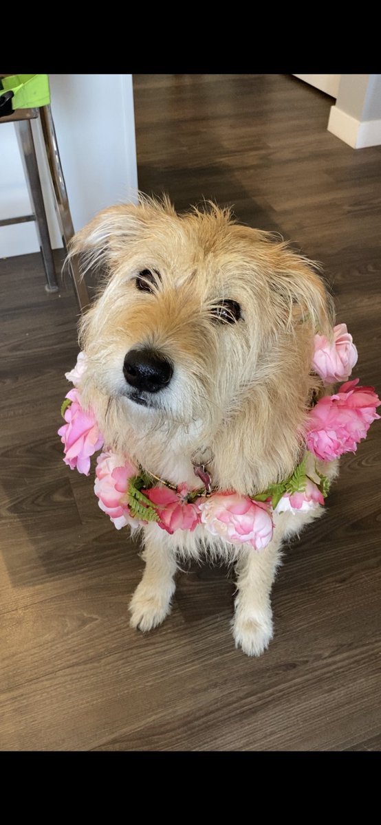 MissGinaLS's tweet photo. @NEHumaneSociety Maggie https://t.co/iO87T1LgSg