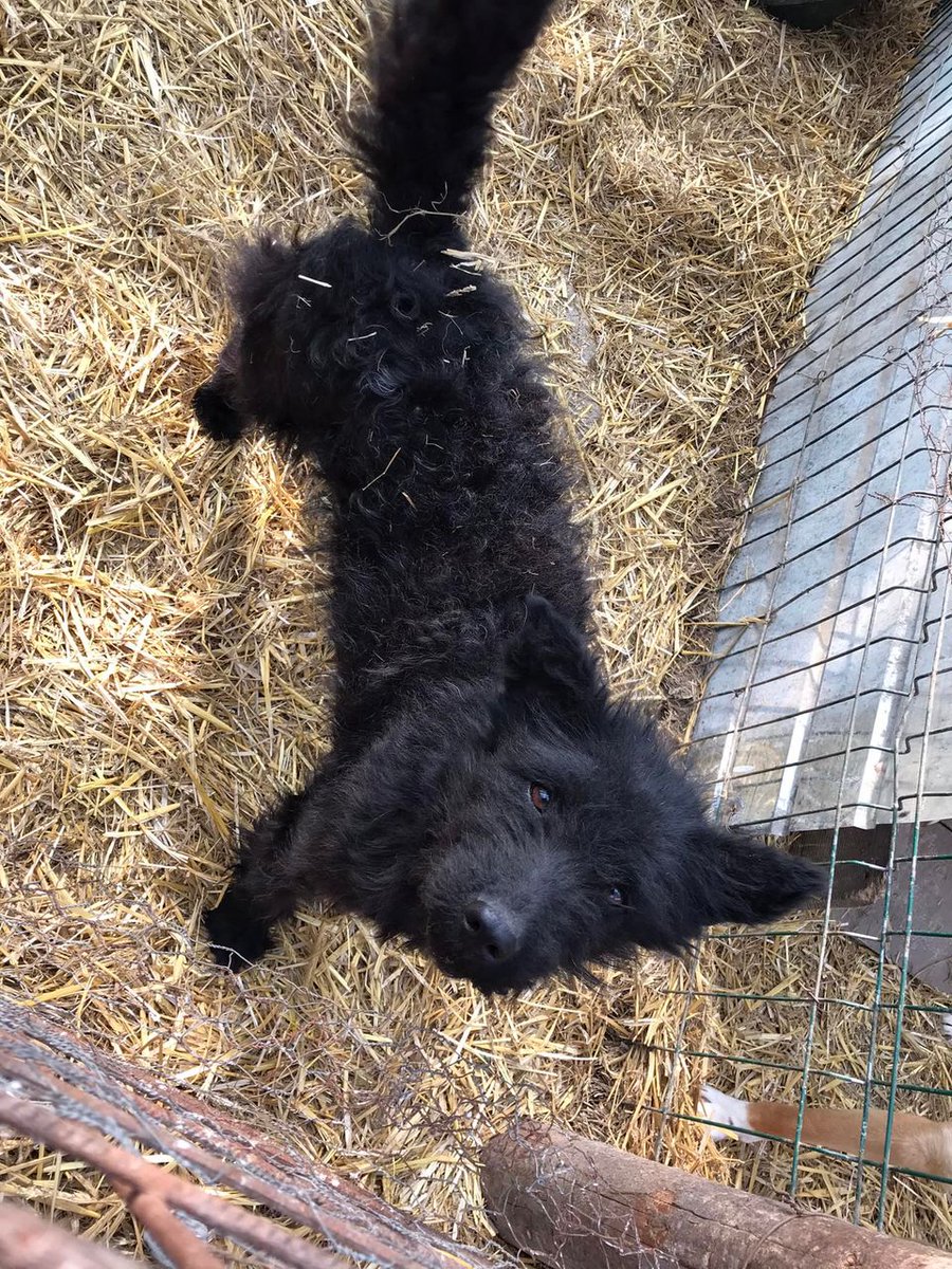 Pawprints2F's tweet photo. This gorgeous girl has been Ioana Leca for a little while… no home offer.😞So we said we'll do our best to find one.🙏🏻She’s approx 2 years old &amp; so friendly.💖Will be fine with children &amp; is playful with the dogs in her pen. Not yet named so also looking for suggestions? 
#dogs https://t.co/Wxgoiyd0NZ