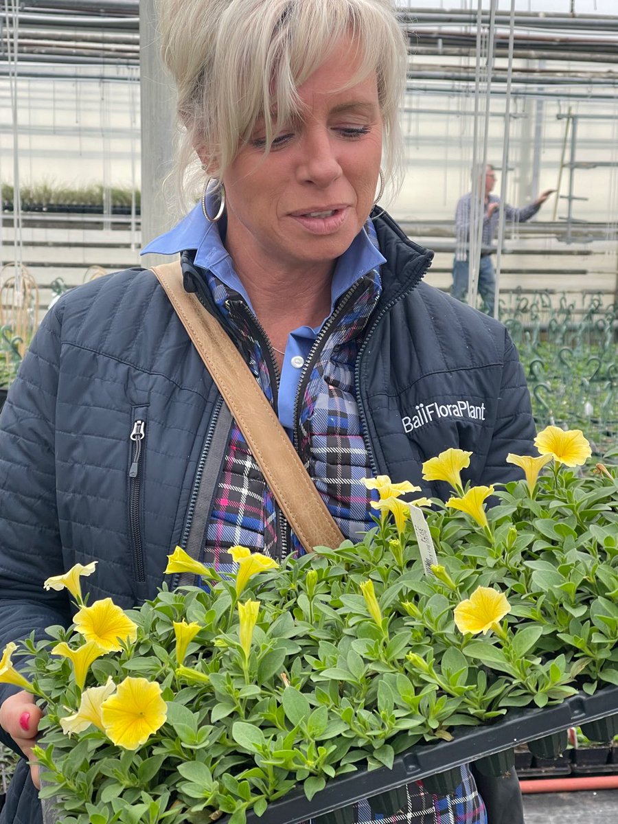 TanyaCBloomDiva's tweet photo. What’s the buzz in the #greenhouse 🐝 The Bees Knees is is a clear standout! 💛 There is a reason this stunning yellow #petunia was awarded the Gold Medal 🥇#thebeesknees #whatsgrowing #beautifulblooms #lethopebloom @AASGardenWinner @BallFloraPlant #bloomdiva https://t.co/Kr3QbrR0QR