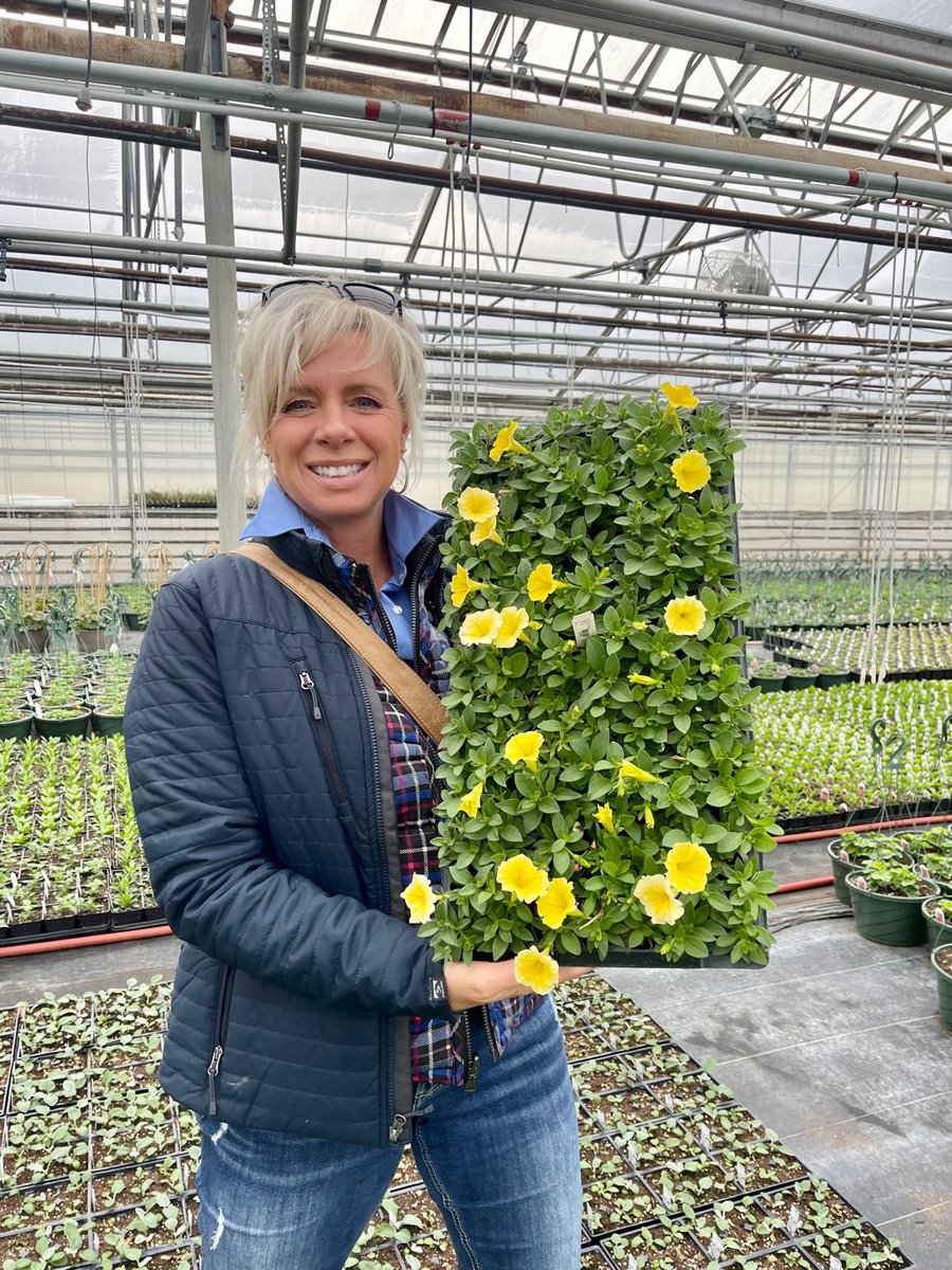 TanyaCBloomDiva's tweet photo. What’s the buzz in the #greenhouse 🐝 The Bees Knees is is a clear standout! 💛 There is a reason this stunning yellow #petunia was awarded the Gold Medal 🥇#thebeesknees #whatsgrowing #beautifulblooms #lethopebloom @AASGardenWinner @BallFloraPlant #bloomdiva https://t.co/Kr3QbrR0QR