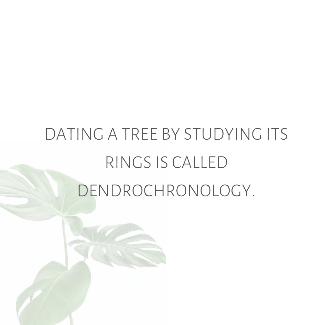 TreeClicks's tweet image. A tree’s rings can also indicate the occurrence of natural disasters such as a volcanic eruption or a drought event. 

In the years of good growth, characterized by a healthy supply of resources, the ring is thick. It is thin when resources are scarce in the ecosystem. 🌳