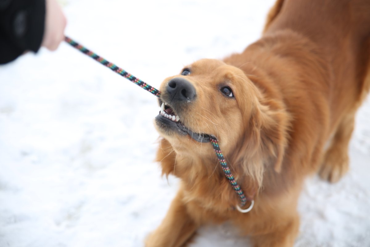CalgaryHumane's tweet photo. Jumping, pulling, barking... What are some manners you wish your dog had? ๐ถ Join our Reactive Rover Class on Monday, March 21st @ 5:15pm ๐ We set you and your dog up for success! #dogtraining #dogclass #doghelp
Book your spot TODAY โก๏ธ https://t.co/xwaXJgjcFi https://t.co/OqUqFPEGXi