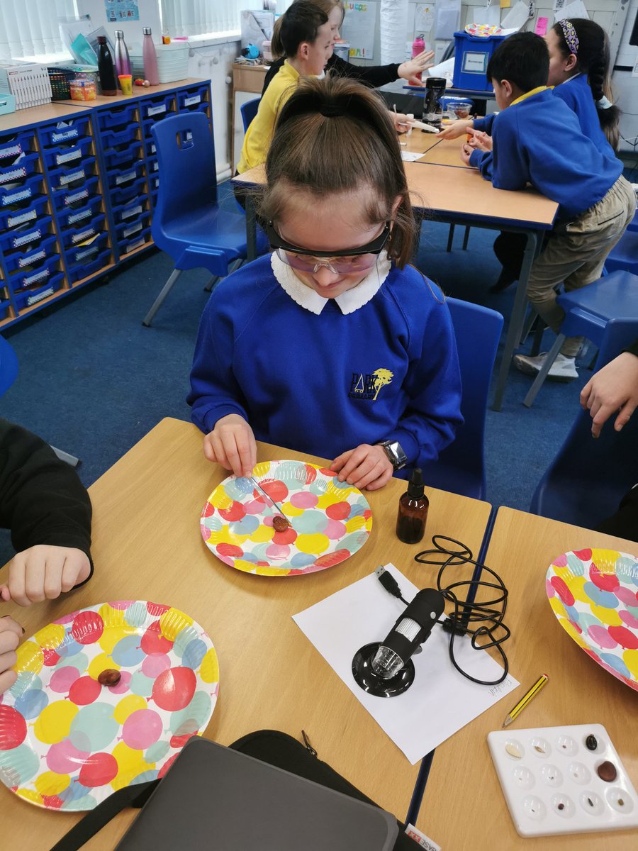 ParkPSClacks's tweet photo. P6 were investigating seed growth as part of British Science Week. Exploring the different parts of the seed that help it grow. They planted some to and are going to observe their growth over the coming weeks.
@MissJMcLean @ScienceWeekUK https://t.co/suAEnbsPm5