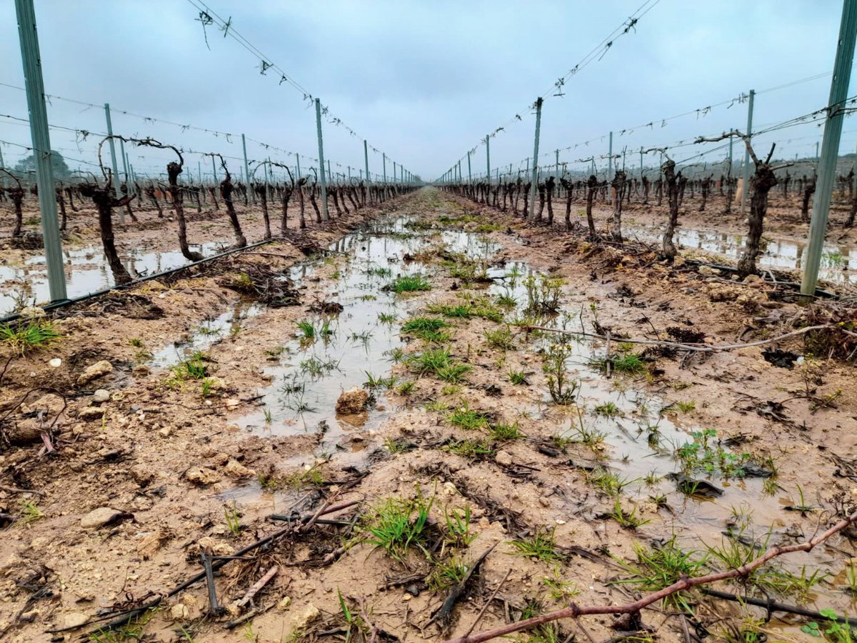 ☔️ "Quel temps déprimant !" diront les uns, "Quelle bénédiction !" diront les autres...
Un vrai bain de jouvence pour sortir d'un hiver très sec ! Le printemps peut arriver désormais... 🌸
#chateaugrezan #aopfaugères #languedoc #meteo #pluie #vigne #vigneron #vignes #landscape