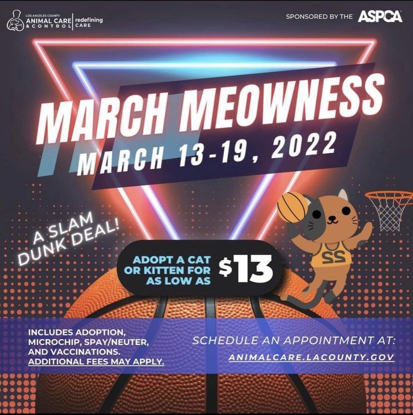 LACoAnimalCare's tweet photo. Adopt a cat or kitten for as low as $13 π± #MarchMadness2022 #AdoptDontShop #daccares https://t.co/KiZGPJ84dm