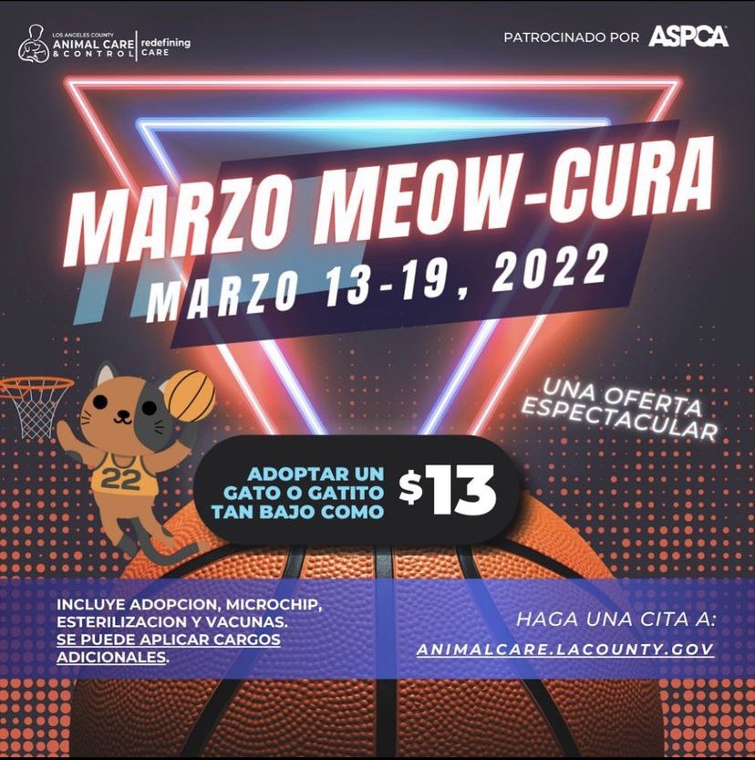 LACoAnimalCare's tweet photo. Adopt a cat or kitten for as low as $13 π± #MarchMadness2022 #AdoptDontShop #daccares https://t.co/KiZGPJ84dm