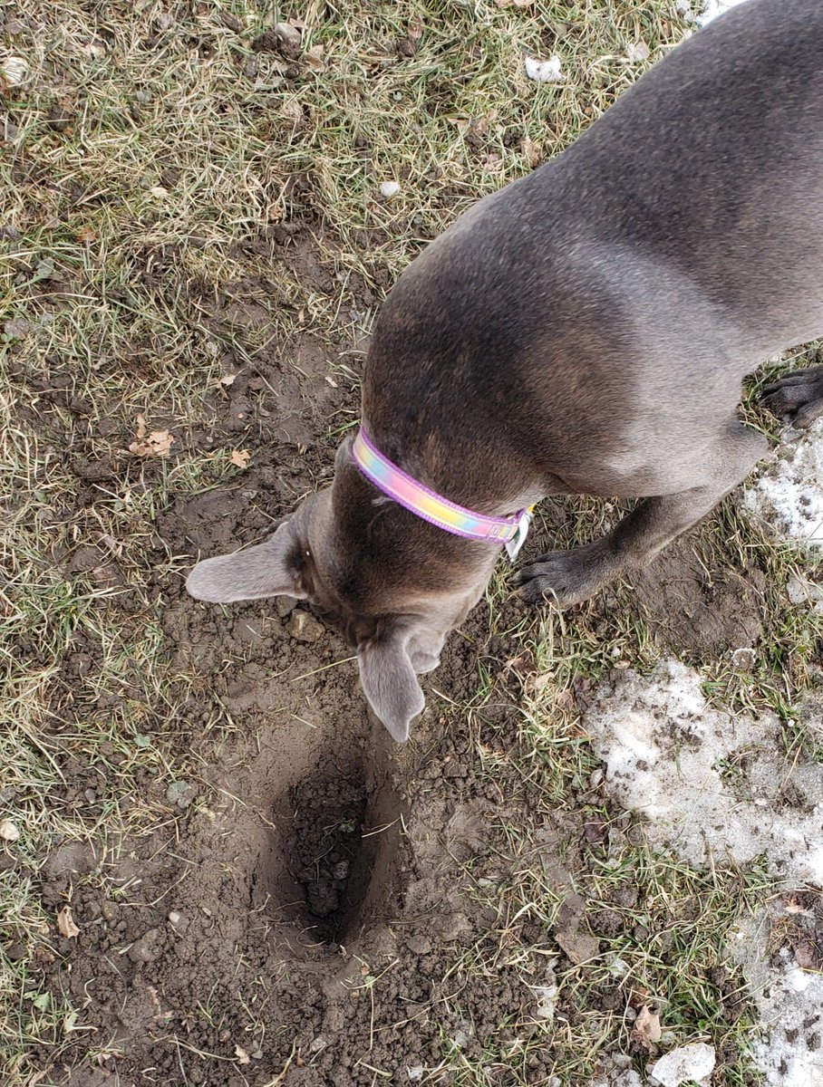 ThePopishPlot's tweet photo. Violet heard today's episode is on death, so she thought she would try her hand at grave digging. She said the hole would be bigger if we didn't keep stopping her. #Lent #Lent2022 #mementomori #last4things #dogsoftwitter #dogs https://t.co/rzHz8ljP0R