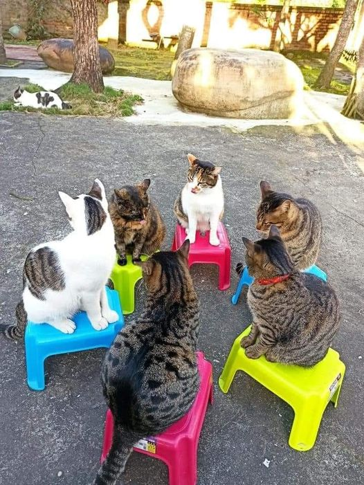 meowwoofpet's tweet photo. Meeting https://t.co/VmTJIjOnDm