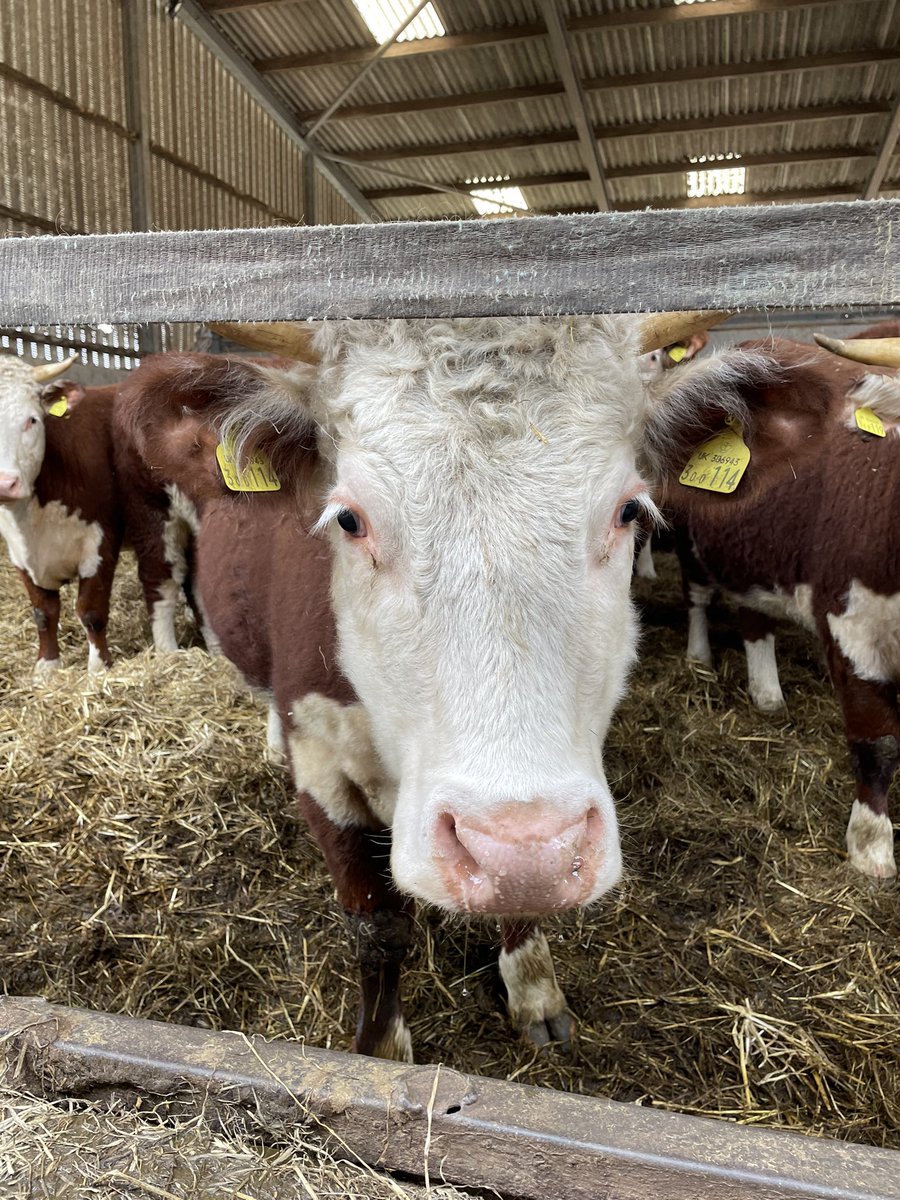 BosburyPrimary's tweet photo. What a fabulous experience Class 2 had this afternoon! Thank you so much to Rachel and Ben Blandford for having us. Our tour guides were so confident and knowledgeable so a huge thank you to them too!#farmtopic #reallifelearning #amazingexperience https://t.co/UBpY0c0b1t
