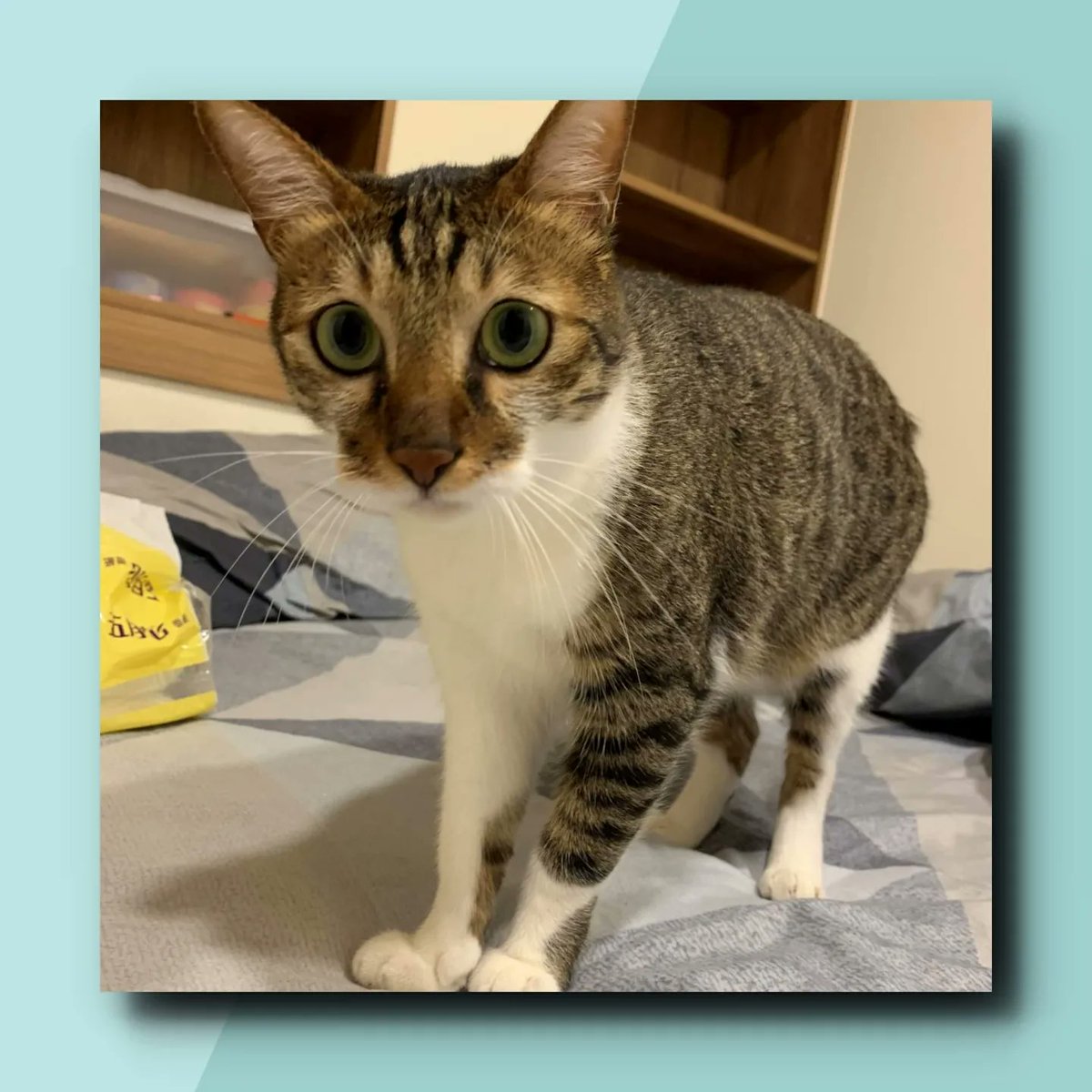 cincaicat's tweet photo. Thanks to the winner🎉🎉🎉
This is the cat that the winner requested to customize.😼😼😼
https://t.co/rSso2MFKQv

#nfts #nft #nftart #pixelart #polygon #opensea #nogasfee #pixelcat #nftartists #nftcollectors #nftcommunity #nftworld #metaverse #coolcat #cutecat #pixelcats https://t.co/UvuA7gpm2s
