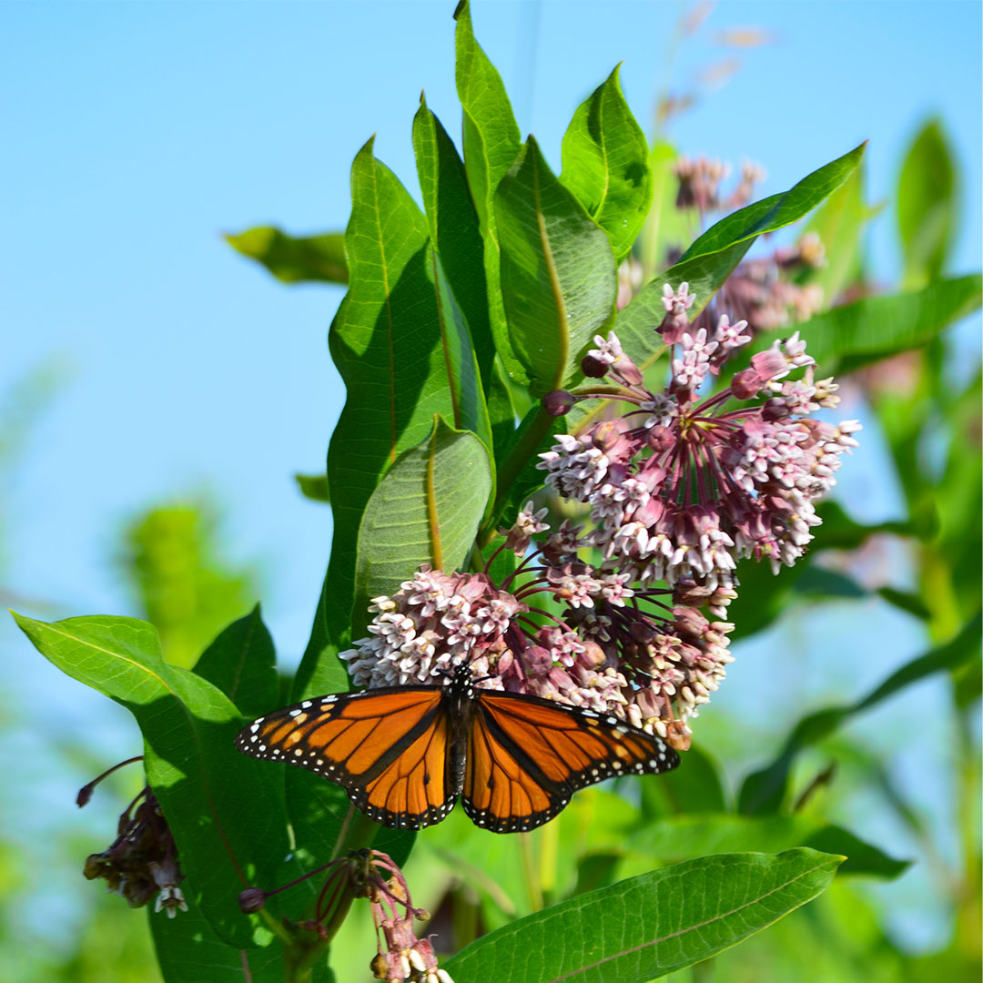 PrairieMoonNrsy's tweet photo. The monarch isnโt the only one that migrates! The Painted Lady, the Buckeye, the Cloudless Sulphur and Little Sulphur are among those that also migrate.
Most butterflies lay their eggs on the leaves of specific species or genera.
#Butterflies #Chrysalis #Metamorphosed #Butterfly https://t.co/eVRQZDXVEc