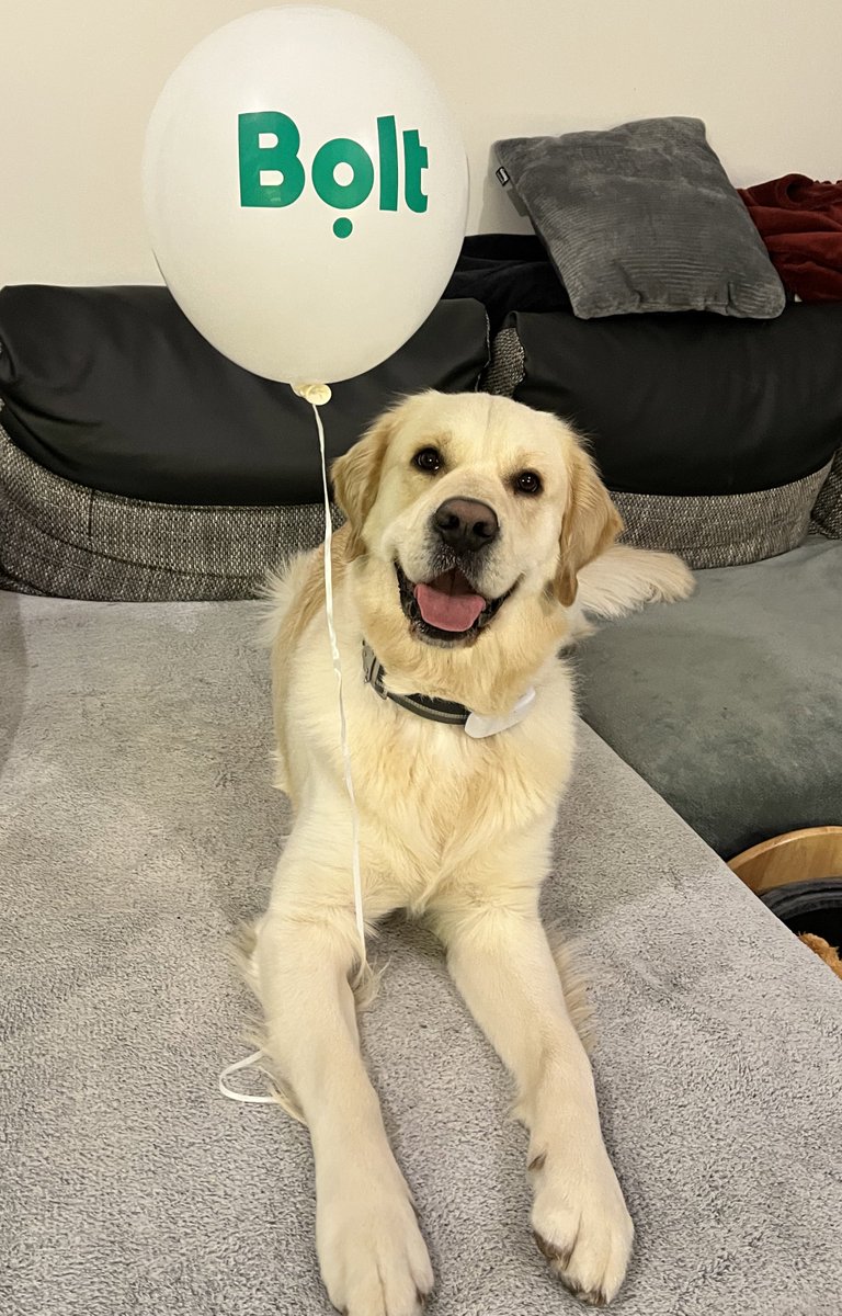 rieslingretrie1's tweet photo. Had the time of my life when mom brought home a balloon 😍 look how happy I am 🥰🥳 #dogs #dogsoftwitter #goldenretriever #balloons https://t.co/BT6QrMu3LP