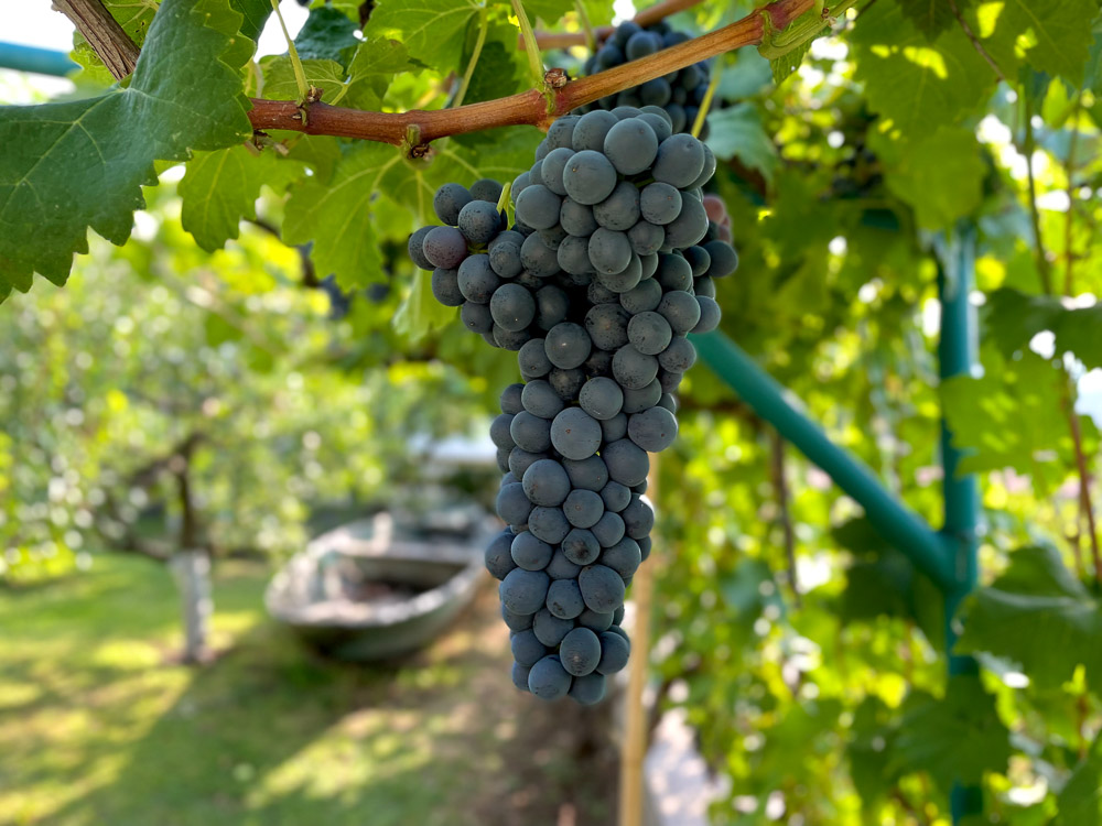 meanderbug's tweet image. New pics loaded for the Prevalis Estate near Skadar Lake. Wish we could load 50 more pics. But, because we can't you should go and take your own. 
#microwinery #nationalpark #Montenegro