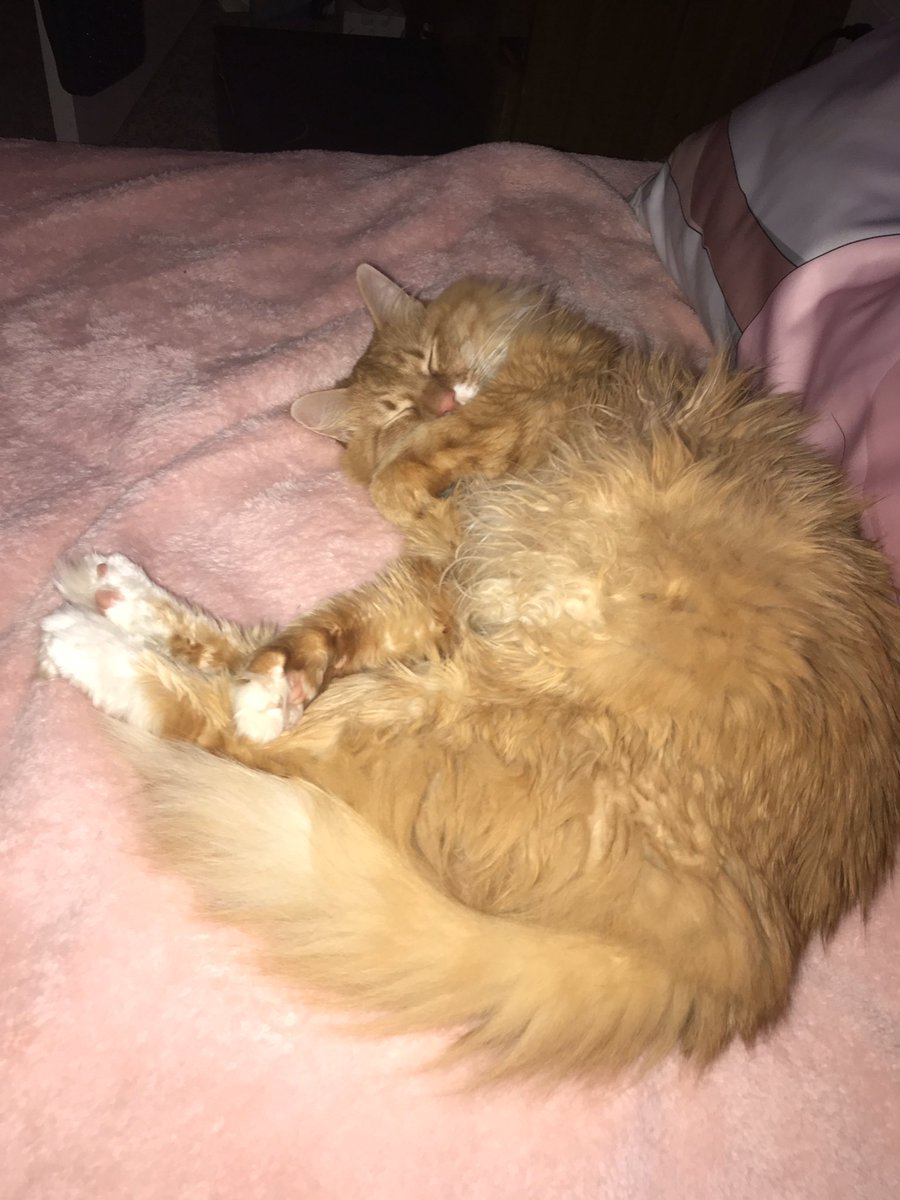 PurresidentBear's tweet photo. shrimp or cat https://t.co/3Bc8WBzNEJ