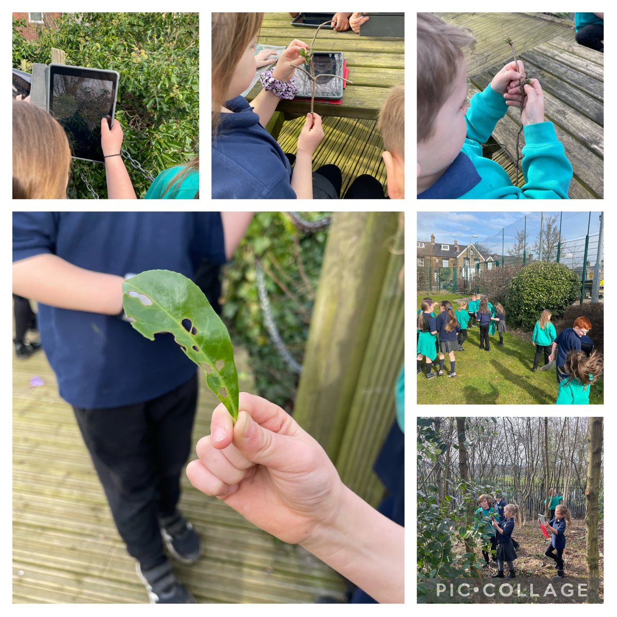 Class5_HCPS's tweet image. A very productive science lesson, we looked around different areas of our school grounds, taking photos of different trees and finding evidence for us to complete a sheet to sketch the trees and decide if they are evergreen or deciduous. #science #trees #plants