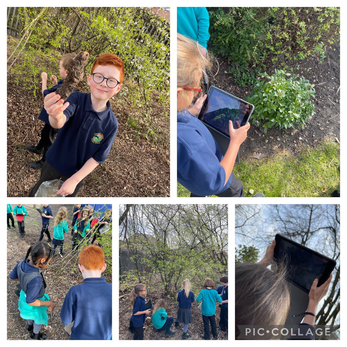 Class5_HCPS's tweet image. A very productive science lesson, we looked around different areas of our school grounds, taking photos of different trees and finding evidence for us to complete a sheet to sketch the trees and decide if they are evergreen or deciduous. #science #trees #plants