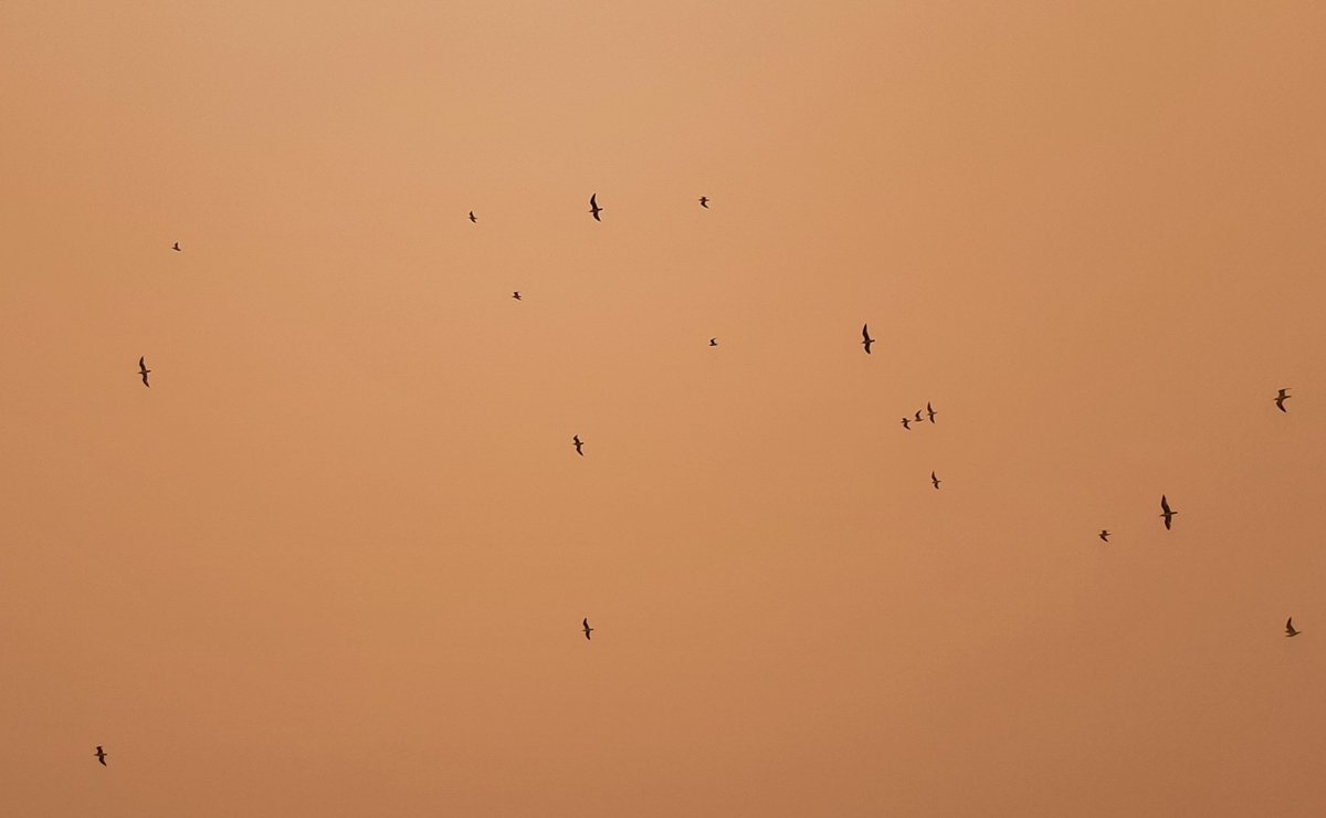 Los pájaros también están nerviosos con el polvo del Sáhara
#Calima #Murcia #pájaros #cielonaranja