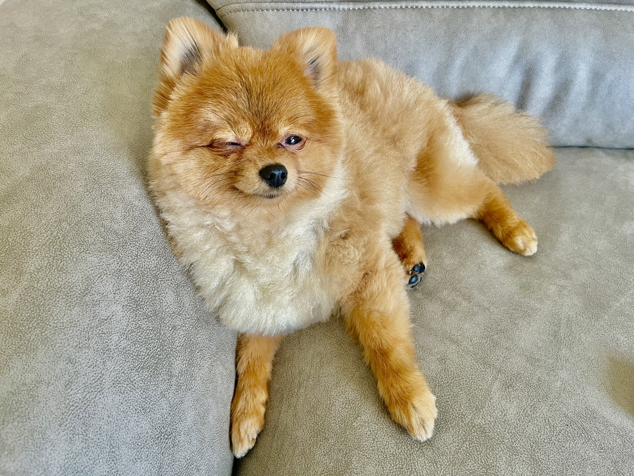 تويتر ハドレーポメラニアンのレオ على تويتر ウインクいただきました ポメラニアン Pomeranian ウインク お気に入りのソファ グレー おすすめ商品 マナベインテリアハーツ T Co tuhyfffq