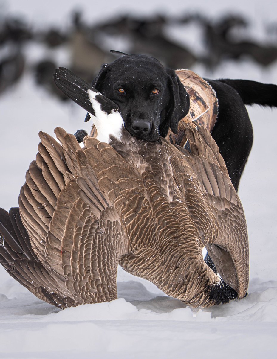 swrobo's tweet photo. @BuschBeer This is Jovi! She loves to hunt and chase birds for a living. She’s one of the best hunting dogs I’ve ever had. She’s also at the front door waiting to go hunt. #BuschBarkBracket #Contest @BuschBeer https://t.co/sYlpfvJQIz