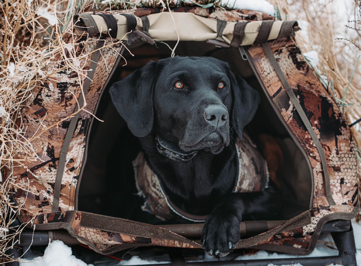 swrobo's tweet photo. @BuschBeer This is Jovi! She loves to hunt and chase birds for a living. She’s one of the best hunting dogs I’ve ever had. She’s also at the front door waiting to go hunt. #BuschBarkBracket #Contest @BuschBeer https://t.co/sYlpfvJQIz