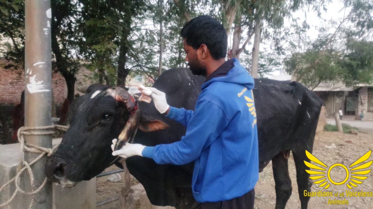 GuardiansVoice's tweet image. Another bull rescue 🌸

Complete story and video (Facebook):

fb.watch/bMubNoQOCv/

Complete story and video (Instagram):

instagram.com/tv/CbHpGGZjNIe…