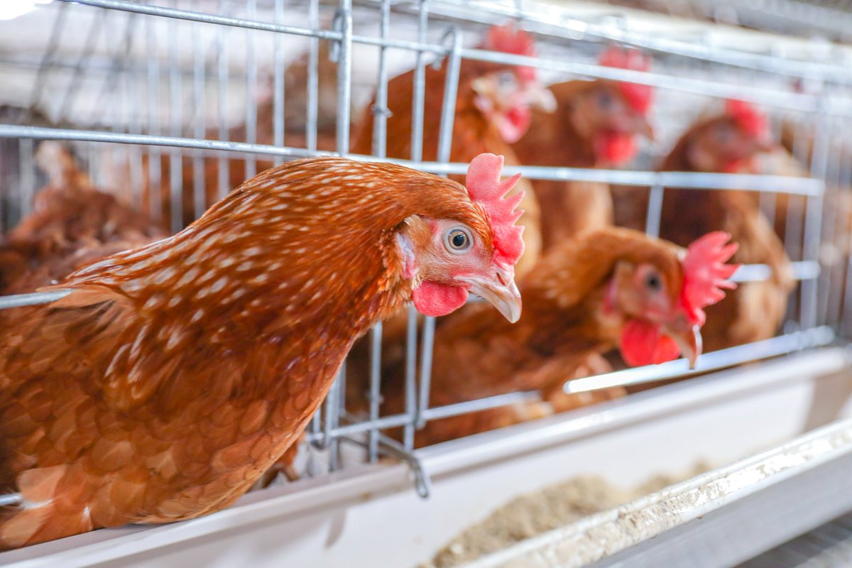 EnabelinRwanda's tweet photo. Good news to poultry and piggery actors in #Rwanda:  Enabel through #PRISM project in Partnership with @Rwandaagriboard and @RwandaIndustry  via @BRDbank  and other commercial banks and SACCOs will earmark easy and affordable loans to develop the value chains. https://t.co/ZliBwD3suP