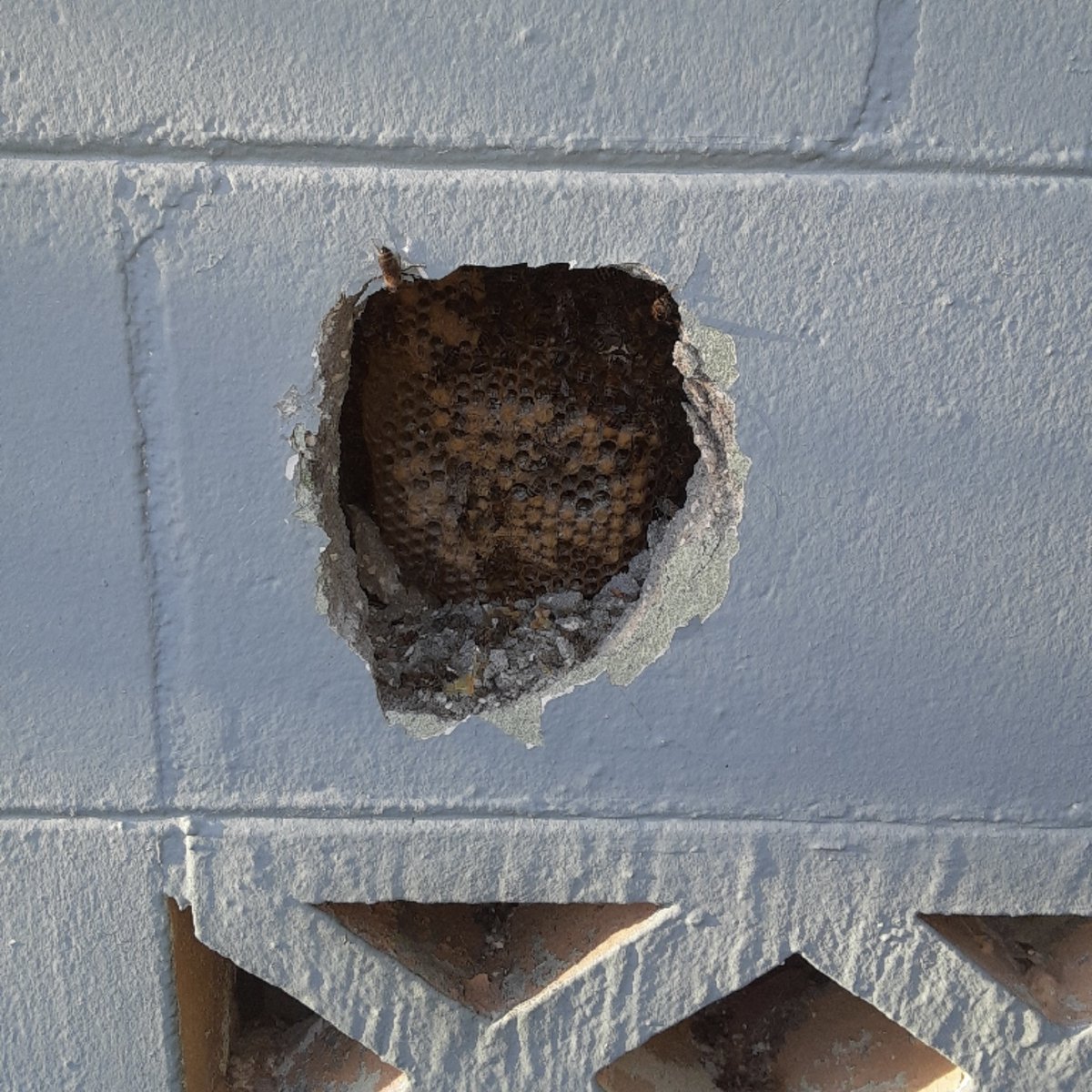 orlandobeeguy's tweet photo. 📸The FLIR catches the colony through all sorts of materials (including concrete block)! This is so we can make as little mess as possible 👷🏼‍♂️👷🏼‍♂️👍🏻
Here’s the FLIR in action with a before and after pic... A tool like this helps makes it look like the guys weren’t even there!! 😁 https://t.co/Fq6NTk5puz