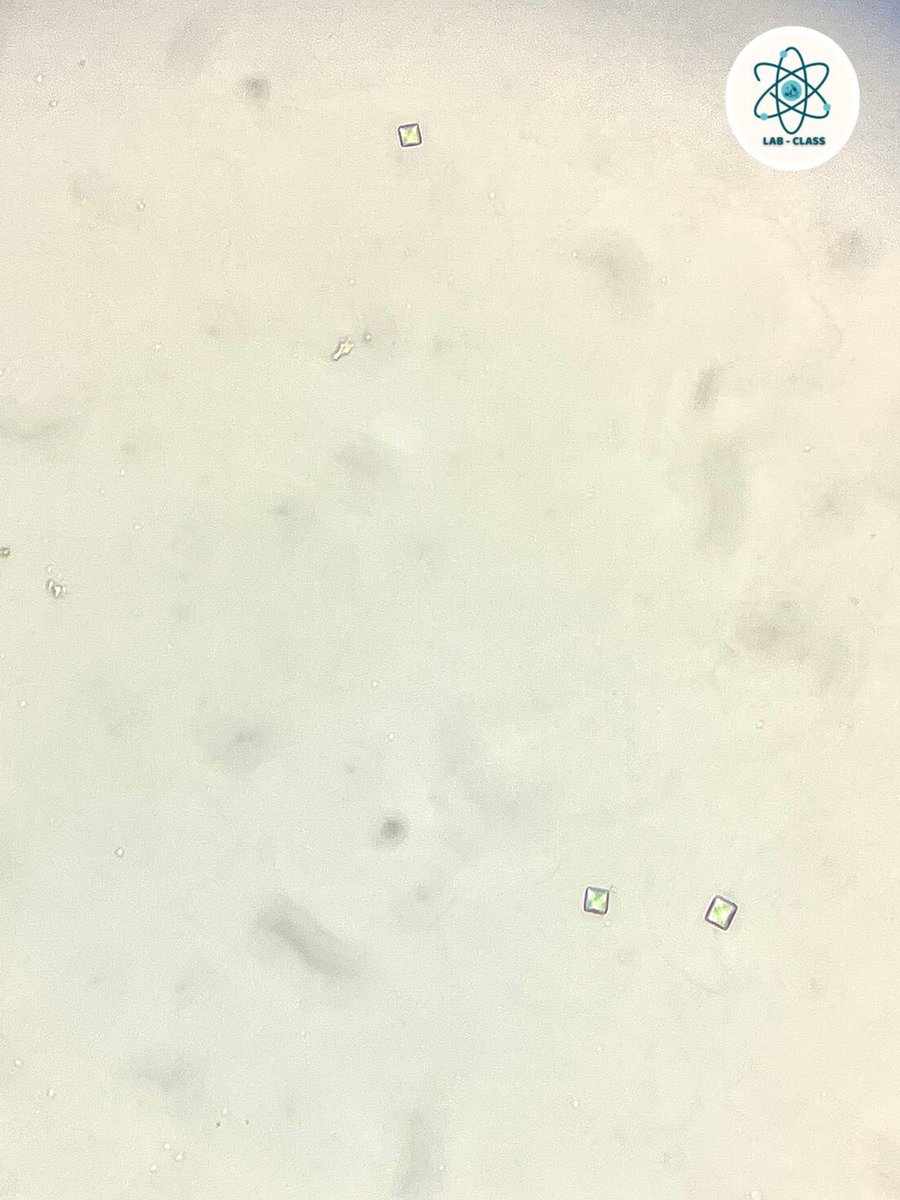 LabClass1206's tweet image. Oxalatos de Calcio Dihidratados 

#Uroanalisis #LaboratorioClinico #Lab #Clinico #Cristales