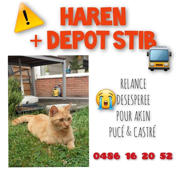 ClaireForet's tweet photo. ⚠️⚠️⚠️ HAREN - chat perdu : Amis d'HAREN, merci de vérifier vos caves, garages, abris de jardin. Nous recherchons aussi des gens qui travailleraient à @STIBMIVB - dépôt de HAREN car sa maîtresse a des raisons de croire qu'il est bloqué quelque part dans les entrepôts. #plrt https://t.co/gcExuNt5rI