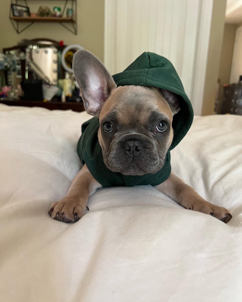 StocksniperTeam's tweet photo. Introducing the newest Sniper to the team, Sniper Gnocchi!

#StockSnipers #SniperDog #BullMarket #BearMarket #DogMarket #FrenchBulldogs #Frenchies https://t.co/oYa2WUn7s9